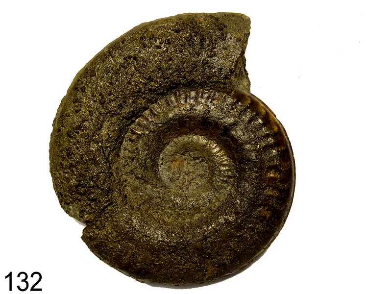 Galerie grandes photos Hildoceras sublevisoni